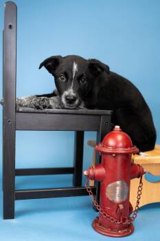 760-26 -  Shepherd Dog for Adoption in Brighton, Colorado - 760-26 | PetCurious
