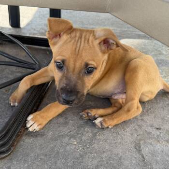 Rescue Hound Dogs for Adoption in Rock Hill, South Carolina - Meatlug | PetCurious