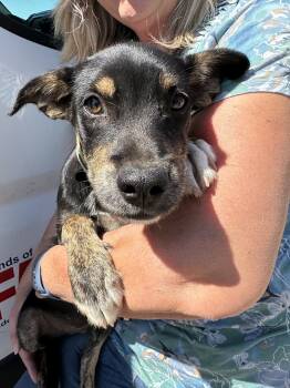 Rescue Terrier and Chocolate Labrador Retriever Dogs for Adoption in Madera, California - Kruger | PetCurious