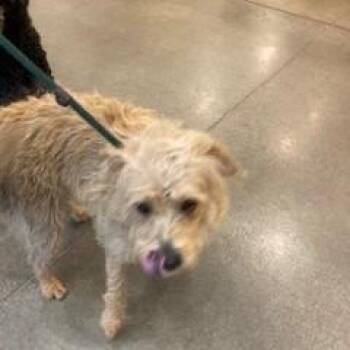 Sandy -  Terrier Dog for Adoption in York, Pennsylvania - Sandy | PetCurious