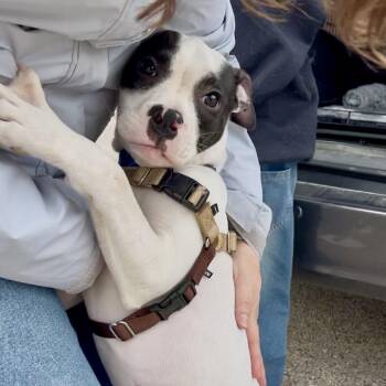 Terrier and Mixed Breed Dogs Available for Adoption in Chicago, Illinois - Buzz | PetCurious