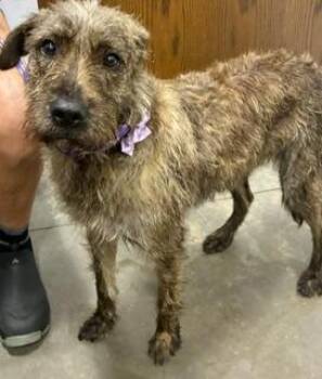 Gertie (Bennie) -  Mixed Breed Dog for Adoption in Denham Springs, Louisiana - Gertie (Bennie) | PetCurious