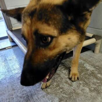 Mr.Pickles 26-10-062 -  German Shepherd Dog Dog for Adoption in Bastrop, Texas - Mr.Pickles 26-10-062 | PetCurious