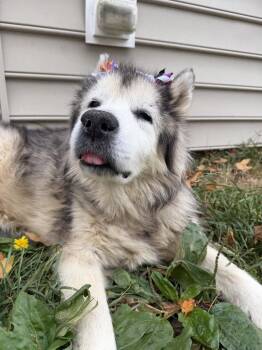 Smooch -  Husky Dog for Adoption in Xenia, Ohio - Smooch | PetCurious
