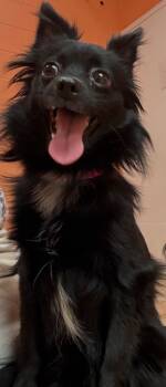 Rescue Pomeranian and Chihuahua Dogs for Adoption in Hyde Park, New York - Ellia | PetCurious