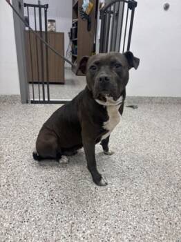 Rescue Terrier and Mixed Breed Dogs for Adoption in Gastonia, North Carolina - Kita | PetCurious