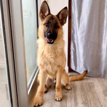 German Shepherd Dog and Mixed Breed Dogs Available for Adoption in Green Bay, Wisconsin - Horseshoe | PetCurious