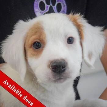 Liberty -  English Setter and Spaniel Dog for Adoption in Huntley, Illinois - Liberty | PetCurious