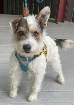 Jack Russell Terrier Dogs Available for Adoption in Pittsboro, North Carolina - Maximilian (Max) | PetCurious