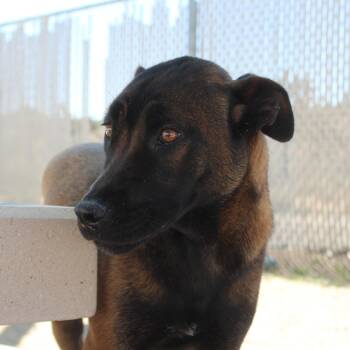 Shepherd Dogs Available for Adoption in Yucca Valley, California - Reese | PetCurious