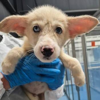 Peter -  Samoyed and Mixed Breed Dog for Adoption in Morton Grove, Illinois - Peter | PetCurious