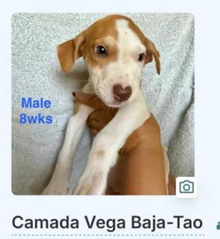 Tao -  Mixed Breed Dog for Adoption - Tao | PetCurious