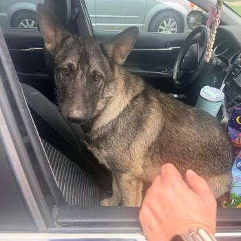 Cooper -  German Shepherd Dog Dog for Adoption in Corinth, Mississippi - Cooper | PetCurious