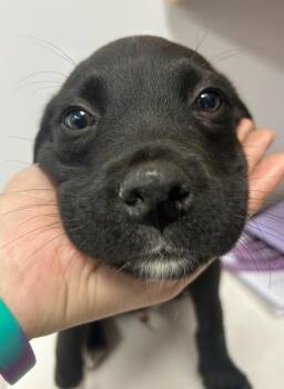 Montana (Mx5) -  Shepherd Dog Available for Adoption in Hartsville, South Carolina - Montana (Mx5) | PetCurious