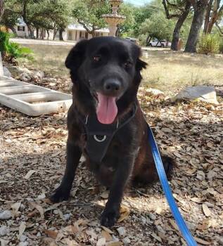 Honey -  Flat Coated Retriever Dog for Adoption in Williston, Vermont - Honey | PetCurious