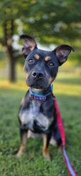 Pippa -  Feist Dog for Adoption in Candler, North Carolina - Pippa | PetCurious