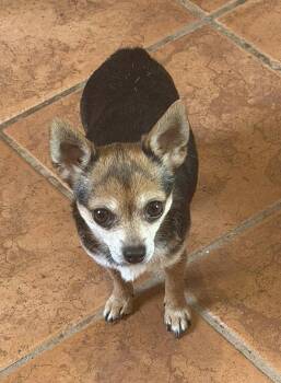 CiCi -  Chihuahua Dog for Adoption in Ashville, Ohio - CiCi | PetCurious