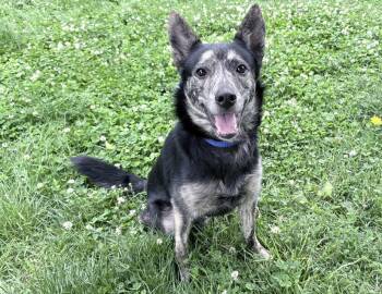 German Shepherd Dog and Australian Cattle Dog Blue Heeler Dogs Available for Adoption in Columbus, Indiana - Anakin | PetCurious