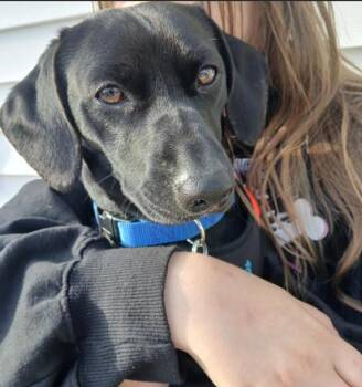 Dachshund Dogs Available for Adoption - Oscar In RI | PetCurious