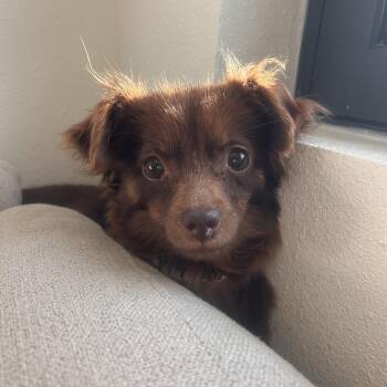 Joan -  Chihuahua Dog for Adoption in Murrieta, California - Joan | PetCurious