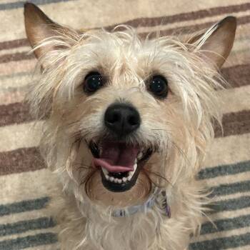 Maggie -  Yorkshire Terrier Dog for Adoption in Rockville, Maryland - Maggie | PetCurious