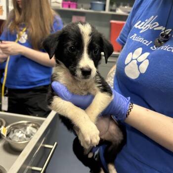 AVA -  Mixed Breed Dog for Adoption in Greensboro, North Carolina - AVA | PetCurious