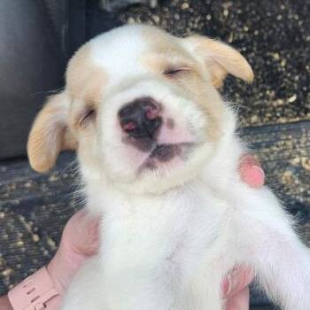 Broussard -  Mixed Breed Dog for Adoption in Williston, Florida - Broussard | PetCurious