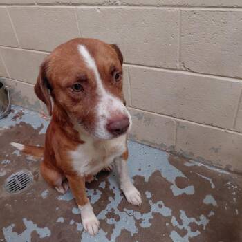 (CCSO) Blaze -  Mixed Breed Dog for Adoption in Douglas, Arizona - (CCSO) Blaze | PetCurious