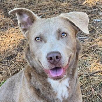 Astrid -  Labrador Retriever and Mixed Breed Dog Available for Adoption in Lexington, South Carolina - Astrid | PetCurious