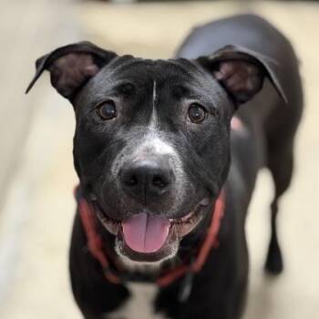 Galaxy -  American Staffordshire Terrier Dog for Adoption in Sacramento, California - Galaxy | PetCurious