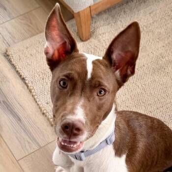 Mazie -  Terrier and Mixed Breed Dog for Adoption in Shakopee, Minnesota - Mazie | PetCurious