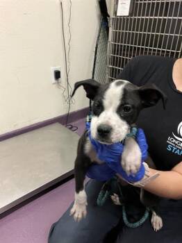 Pit Bull Terrier and Mixed Breed Dogs Available for Adoption in Long Beach, California - SPYRO | PetCurious