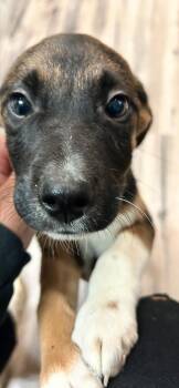 Happy -  Shepherd Dog Available for Adoption - Happy | PetCurious