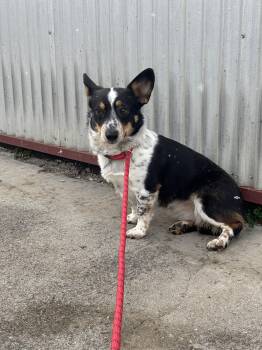 Corgi Dogs Available for Adoption - Darla | PetCurious