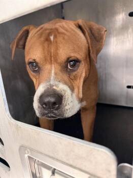 BOXER -  American Staffordshire Terrier Dog for Adoption in San Antonio, Texas - BOXER | PetCurious