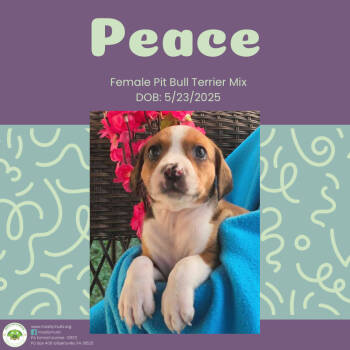 Rescue Pit Bull Terrier Dogs for Adoption in Pottstown, Pennsylvania - Peace | PetCurious