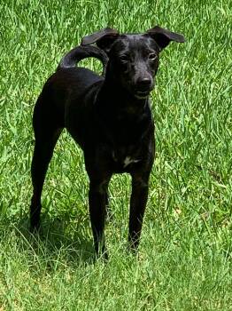 Xoloitzcuintli Mexican Hairless Dogs Available for Adoption in Lansing, Michigan - LUNA IN TEXAS | PetCurious