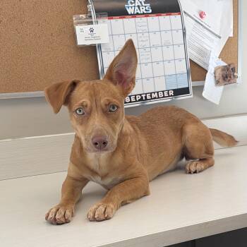 Dobby -  Mixed Breed Dog for Adoption in Cooperstown, New York - Dobby | PetCurious