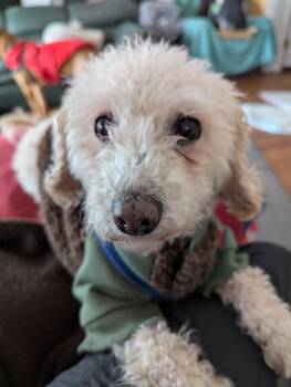 Poodle Dogs Available for Adoption - Annie | PetCurious