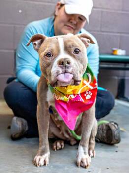 Kenza - IN FOSTER -  Mixed Breed Dog for Adoption in Chamblee, Georgia - Kenza - IN FOSTER | PetCurious