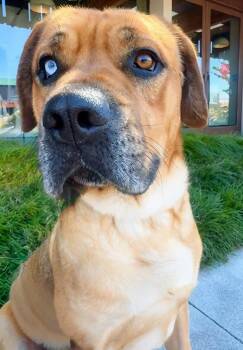 Rugby -  Mastiff and Cane Corso Dog for Adoption in Napa, California - Rugby | PetCurious