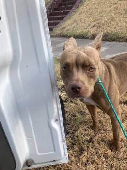 HUNTY -  Mixed Breed Dog for Adoption in Dallas, Texas - HUNTY | PetCurious