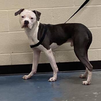 Gunner -  Staffordshire Bull Terrier and Mixed Breed Dog for Adoption in Bartlett, Tennessee - Gunner | PetCurious