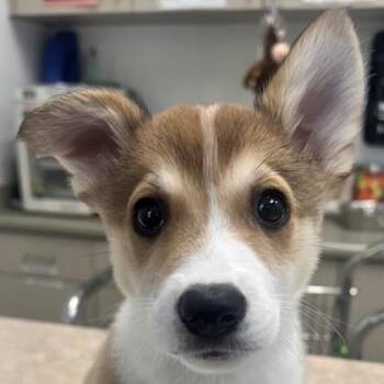 Peaches -  Cardigan Welsh Corgi and Mixed Breed Dog for Adoption in Pleasanton, California - Peaches | PetCurious