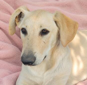 Princess -  Labrador Retriever and Golden Retriever Dog for Adoption in Torrance, California - Princess | PetCurious