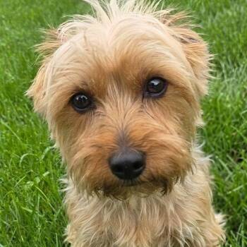 Harley -  Yorkshire Terrier Dog for Adoption in Mazon, Illinois - Harley | PetCurious