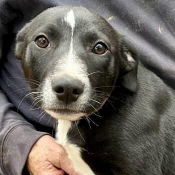 Labrador Retriever Dogs Available for Adoption in Andover, Massachusetts - Jack Flash | PetCurious