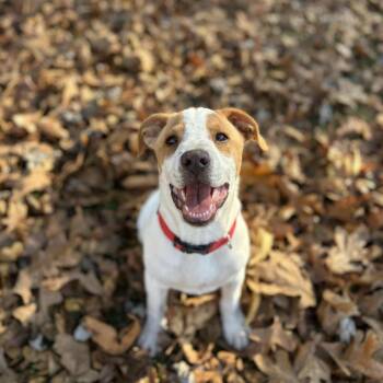 Rescue Coonhound Dogs for Adoption - Tucker | PetCurious
