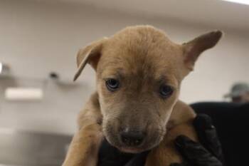 Rescue Mixed Breed Dogs for Adoption in Columbia, South Carolina - TWIZZLER | PetCurious