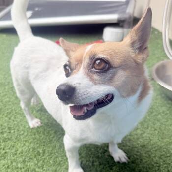Barbarita AKA Jackie -  Jack Russell Terrier and Mixed Breed Dog for Adoption in Loxahatchee Groves, Florida - Barbarita AKA Jackie | PetCurious